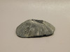 Fossil Stingray Dermal Scute Miocene Florida