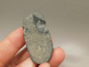 Fossil Stingray Dermal Scute Miocene Florida