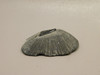 Fossil Stingray Dermal Scute Miocene Florida