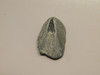 Fossil Stingray Dermal Scute Miocene Florida