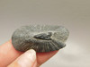 Fossil Stingray Dermal Scute Miocene Florida