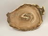 Petrified Wood Polished Round Insect Borings Vantage WA #O154