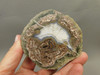 Mushroom Jasper Thunderegg Polished Rock Geode Blue Agate #O26