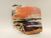 Petrified Arizona Picture Wood Araucarioxylon Polished #O11