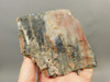 Petrified Arizona Picture Wood Araucarioxylon Polished #O11