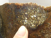 Dinosaur Bone Fossilized Polished Rock Stone Slab #O6