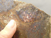 Dinosaur Bone Fossilized Polished Rock Stone Slab #O6