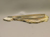 Petrified Wood Unpolished Slab Saddle Mountain Washington #O12