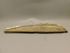 Petrified Wood Unpolished Slab Saddle Mountain Washington #O12