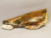 Petrified Wood Unpolished Slab Saddle Mountain Washington #O12