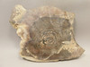 Deschutes Jasper Stone Slab Unpolished Rough Rock Oregon #O3