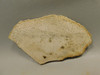 Petrified Palm Wood Unpolished Stone Slab Rough Rock  #O6