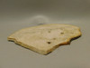 Petrified Palm Wood Unpolished Stone Slab Rough Rock  #O6