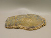 Petrified Wood Unpolished Stone Slab Grassy Mountain Oregon #O3