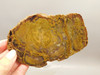 Petrified Wood Unpolished Stone Slab Grassy Mountain Oregon #O3