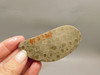 Petoskey Stone Slab Unpolished Rough Rock Fossil Michigan #O2