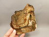 Blue Biggs Picture Jasper Unpolished Rough Rock Oregon #O2