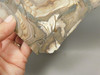 Blue Biggs Picture Jasper Unpolished Rough Rock Oregon #O2