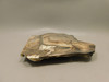 Blue Biggs Picture Jasper Unpolished Rough Rock Oregon #O2