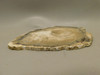Petrified Wood Water Cypress Unpolished Stone Slab Sunnyside #O1