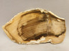Petrified Wood Stone Slab Unpolished Rough Colorado #OC2