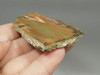 Petrified Arizona Picture Wood Araucarioxylon Polished #O13
