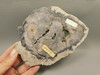 Petrified Wood Polished Rock Round Saddle Mountain Washington #O135-82