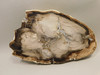 Petrified Wood Polished Rock Round Saddle Mountain Washington #O135-90