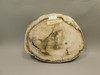 Petrified Wood Polished Round Yakima Canyon, WA #O134-64
