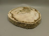 Petrified Wood Polished Round Yakima Canyon, WA #O134-64