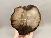 Petrified Wood Polished Round Yakima Canyon, WA #O134-22