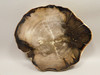 Petrified Wood Polished Round Yakima Canyon, WA #O134-22