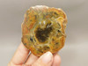 Petrified Wood Polished Round Stump Escalante Utah #O140-62