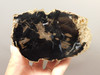 Eden Valley Petrified Wood Wyoming Polished Round Stump #O11