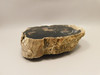Eden Valley Petrified Wood Wyoming Polished Round Stump #O11