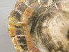 Petrified Wood Utah Araucarioxylon Polished Round #O1
