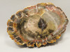 Petrified Wood Utah Araucarioxylon Polished Round #O1