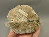 Eden Valley Petrified Wood Wyoming Polished Round Stump #O132-64