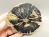 Eden Valley Petrified Wood Wyoming Polished Round Stump #O132-64
