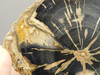 Eden Valley Petrified Wood Wyoming Polished Round Stump #O132-64