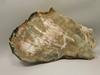 Petrified Wood Woodworthia Polished Round Arizona #O2123-75