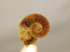 Ammonite Fossil 1.5 inch Polished Pair Natural Collector Stocking Stuffer #O11