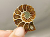 Ammonite Fossil 1.4 inch Polished Pair Natural Collector Stocking Stuffer #O12