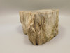 Petrified Wood Water Cypress Polished Round Stump Sunnyside #O12