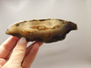 Owls Hole Agate Polished Stone Sagenite RARE Rock California #O2