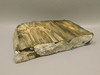 Petrified Wood Thick Stone Slab Unpolished Rough Rock #O31