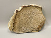 Petrified Palm Wood Unpolished Stone Slab Rough Rock Texas #O4