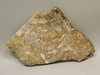 Turritella Agate Natural Shell Fossil Unpolished Stone Slab #O12
