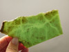 California Green Jade Nephrite Stone Slab Unpolished Rough Rock #O12