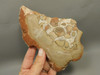 Septarian Nodule Unpolished Stone Slab Rough Rock Utah #O1
